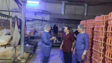 نظارت بامدادی بر کشتارگاه‌های شهرستان اسلامشهر