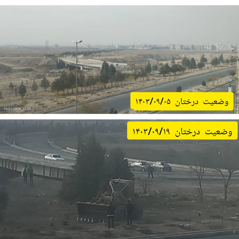 قطع درختان اسلامشهر